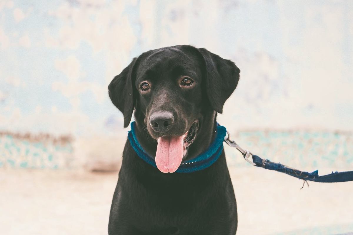 Black Labrador with a teal collar smiling at the camera