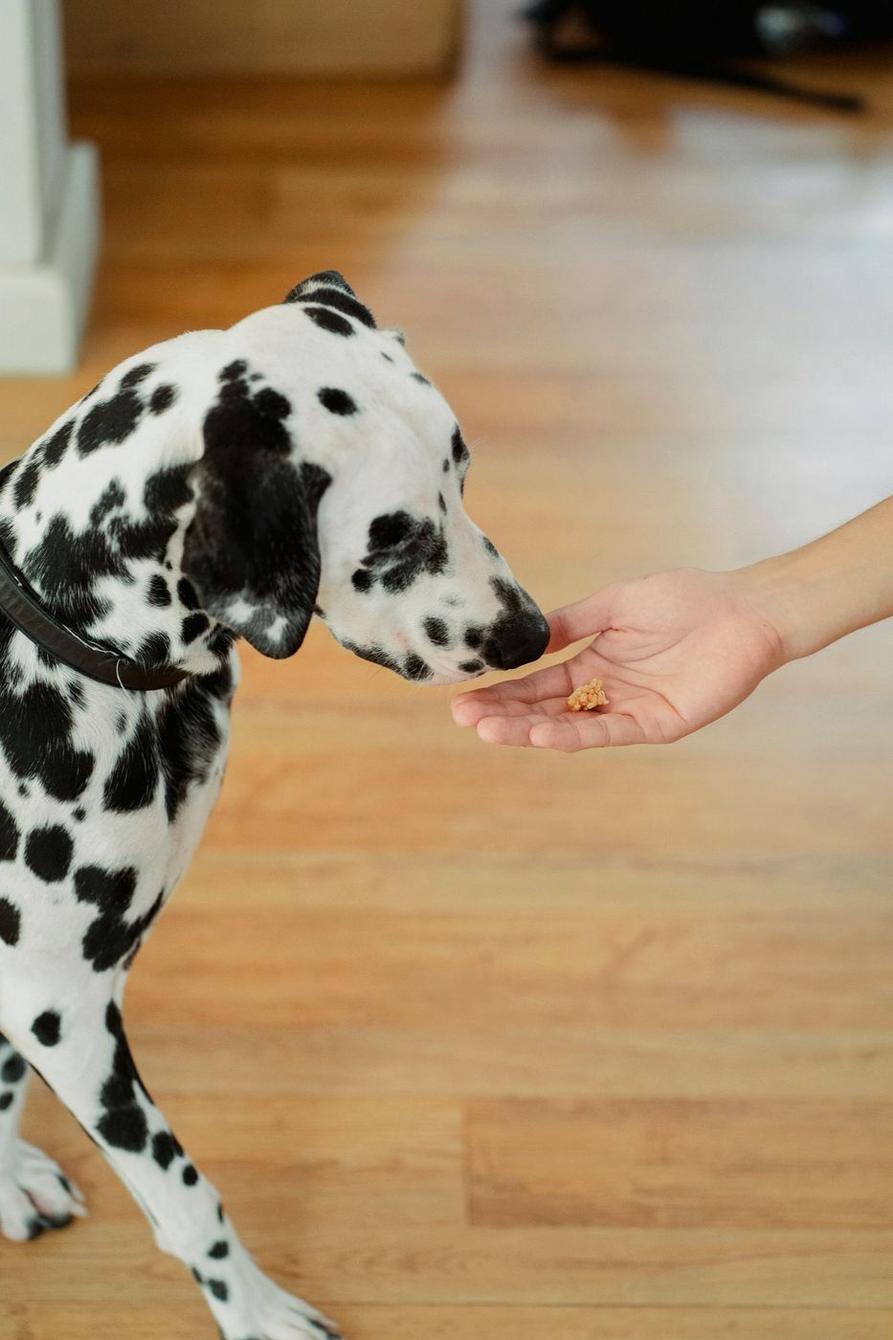 Dalmatian taking a treat from an open hand on a wooden floor