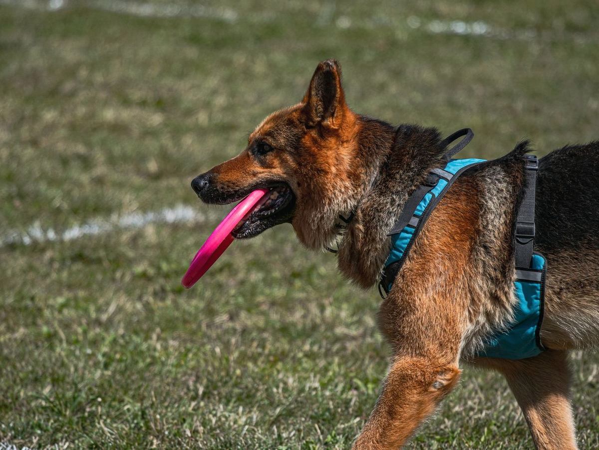 German Shepherd trotting with a pink flying disc