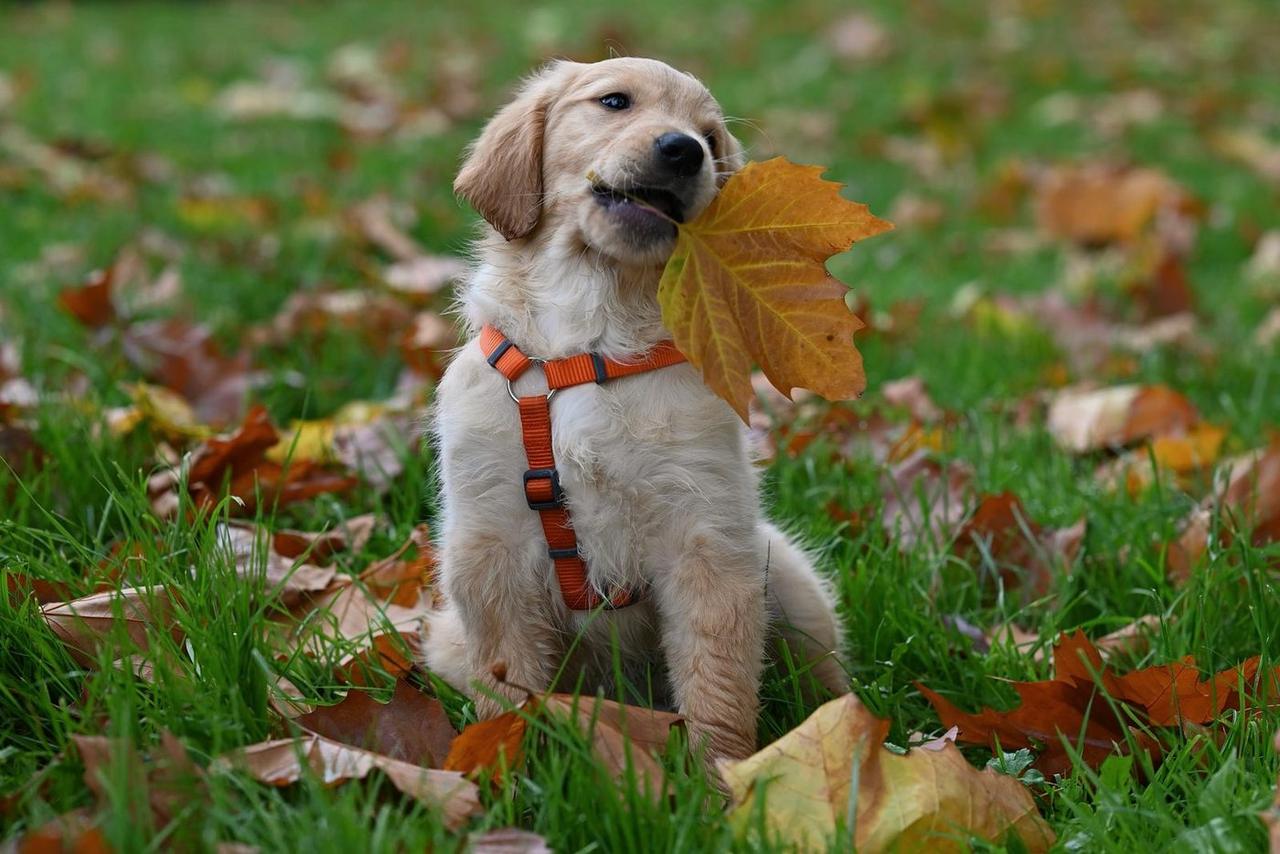 Golden puppy in an orange harness holding a maple leaf