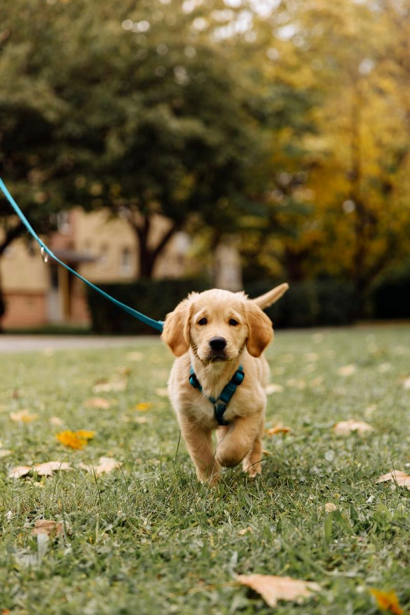 Golden puppy trotting on a teal leash in a park