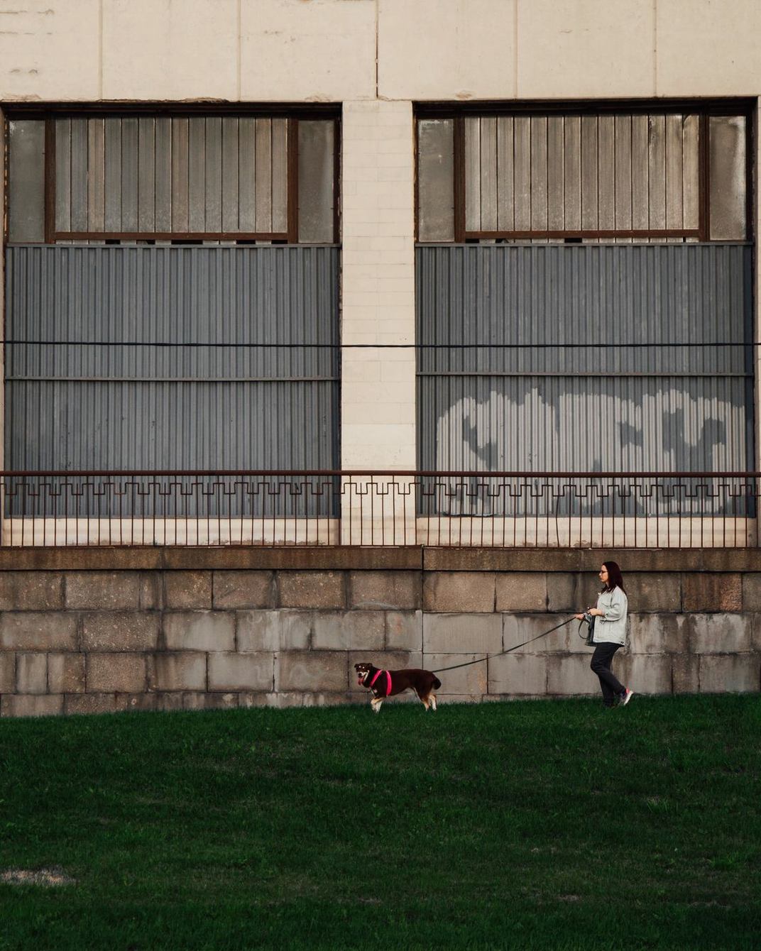 A person walking a dog on a lawn in front of a stone wall