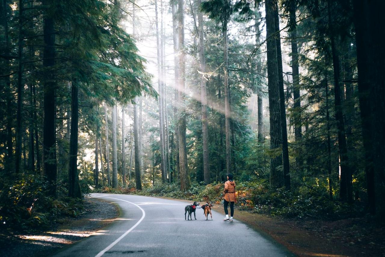 A person walking two dogs on a forest road in soft light