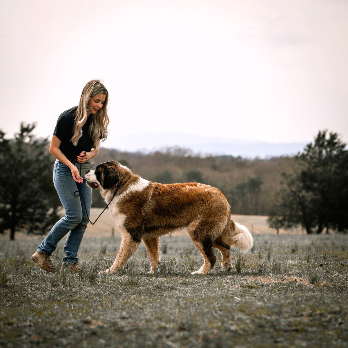 A big Saint Bernard walks toward a trainer on leash in an open field