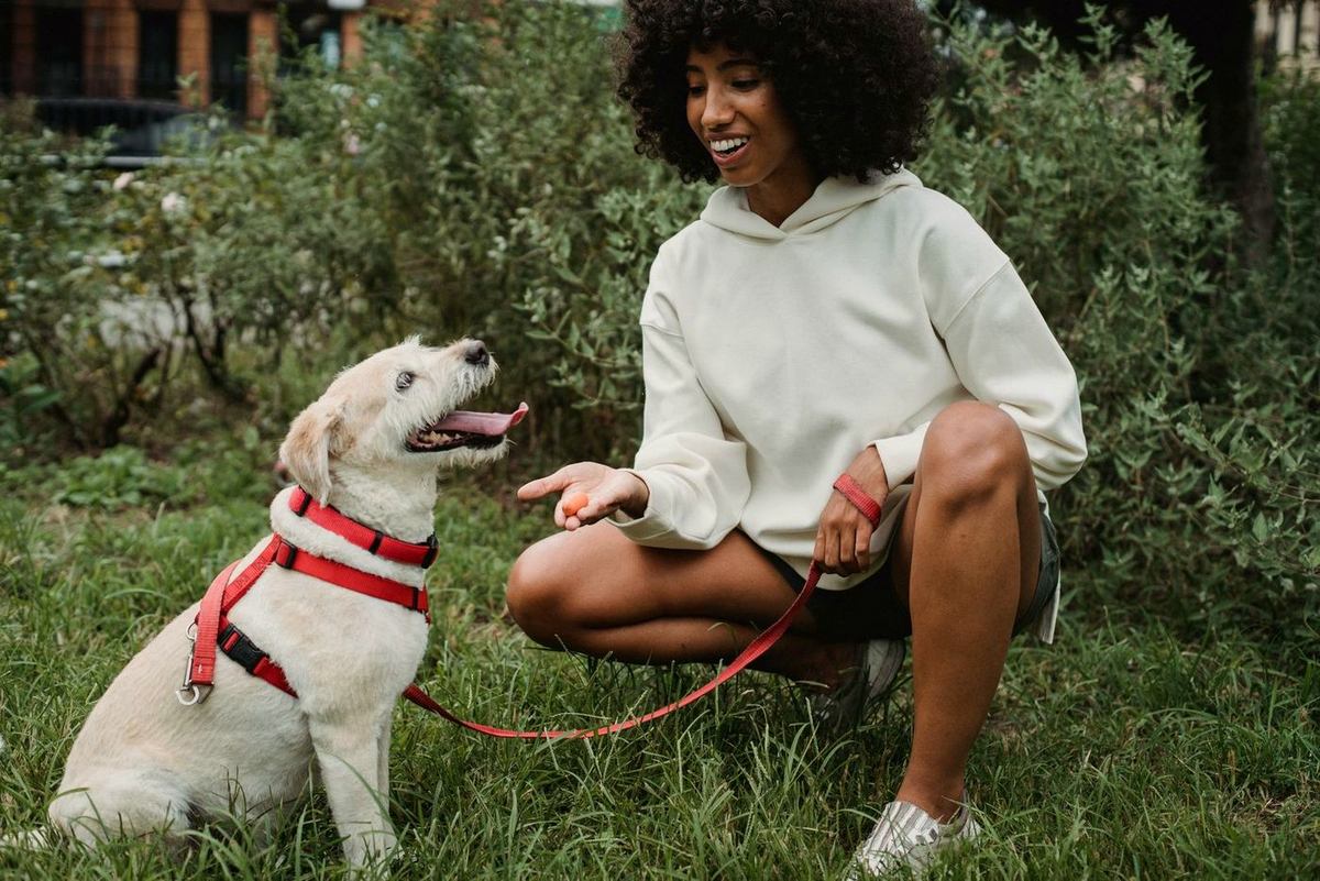 A woman crouching to feed a treat to a young dog in a red harness