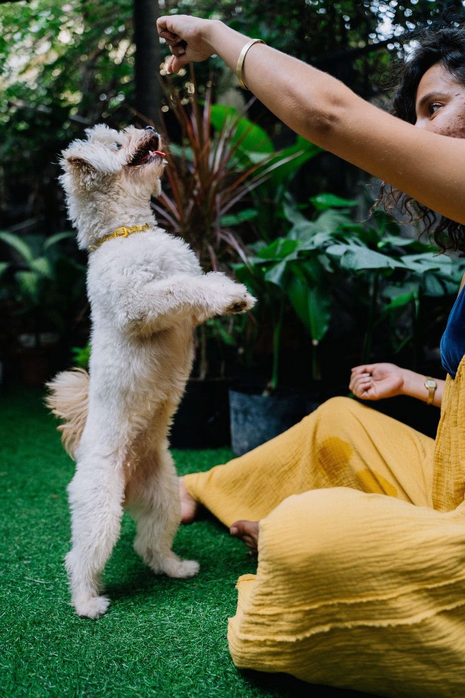 A woman rewarding a small white dog for standing on its back legs